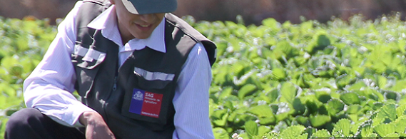 Nueva Norma de Registro SAG N� 1.557